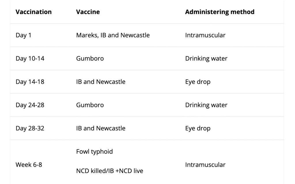 Flock schedule: feeding and vaccinations