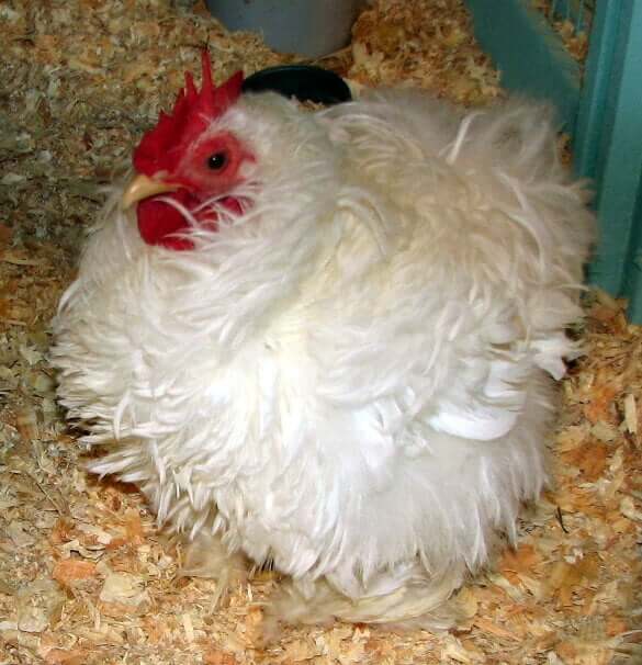 A Frizzle White Pekin