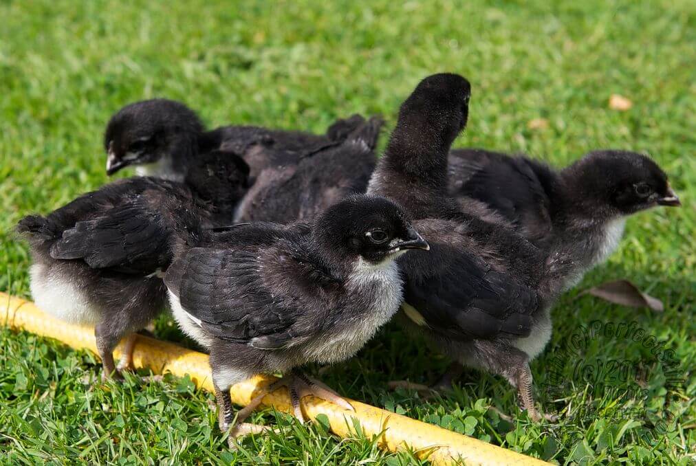 A flock of Australorp chicks