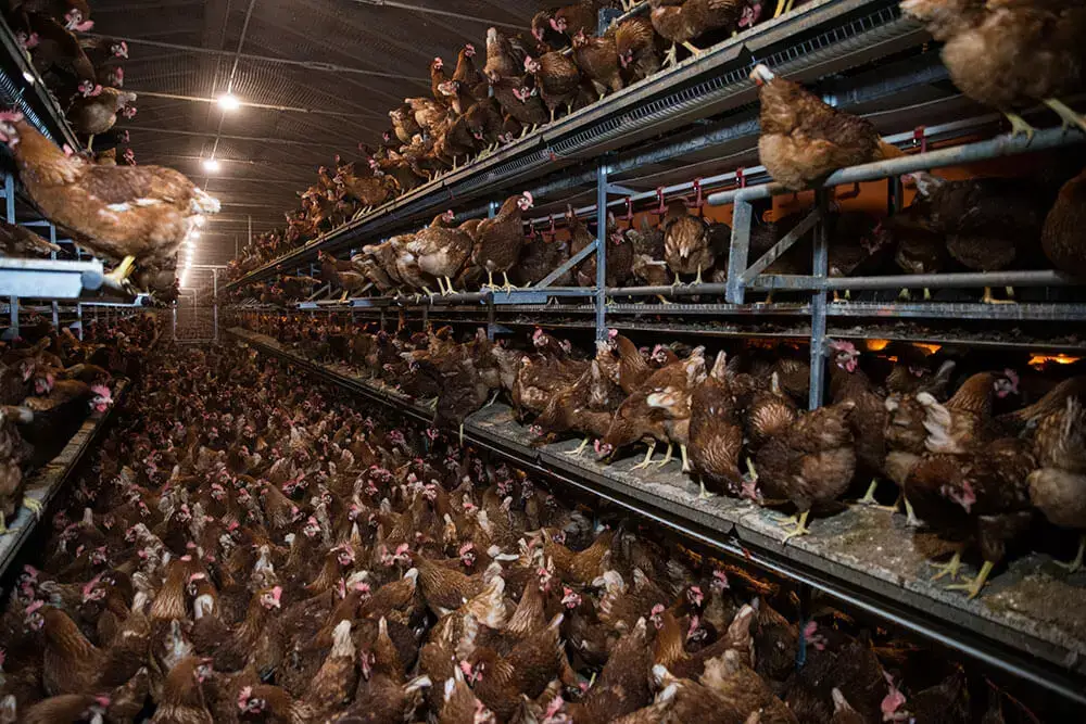 Aviary poultry housing system