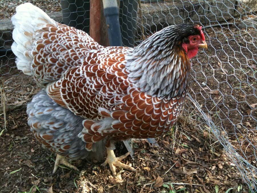 Poultry breed: A Wyandottes hen