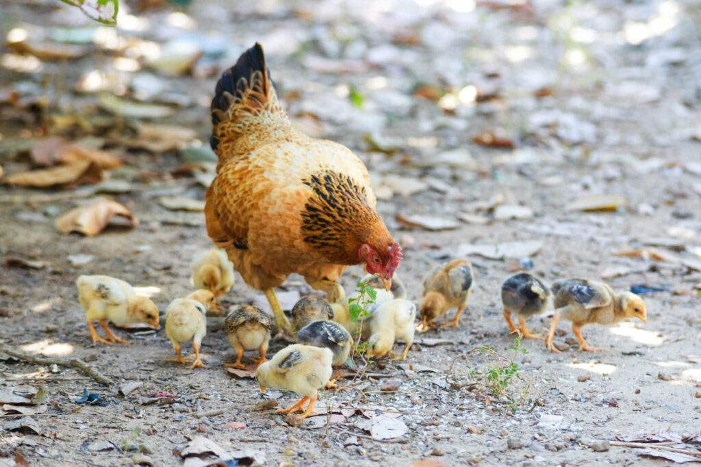 A hen and her chicks feeding outdoors