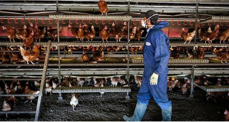 5 Challenges in poultry farming and how to address them - Kukufarm
