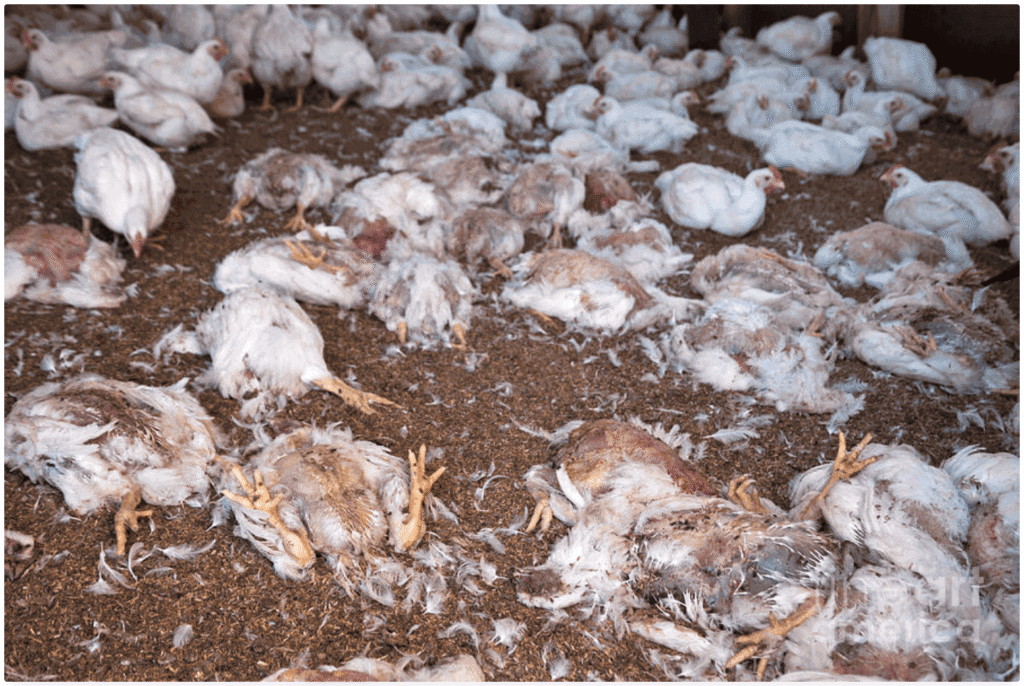 Dead chicken in a coop - poultry farming training 