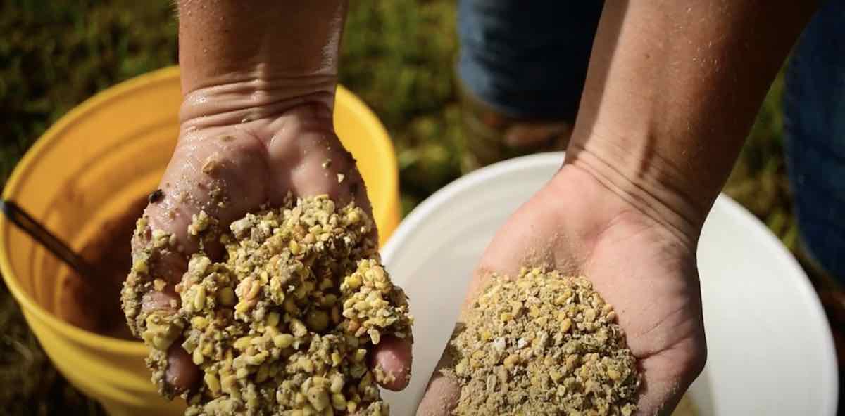 fermented poultry feed - nutrition in poultry farming