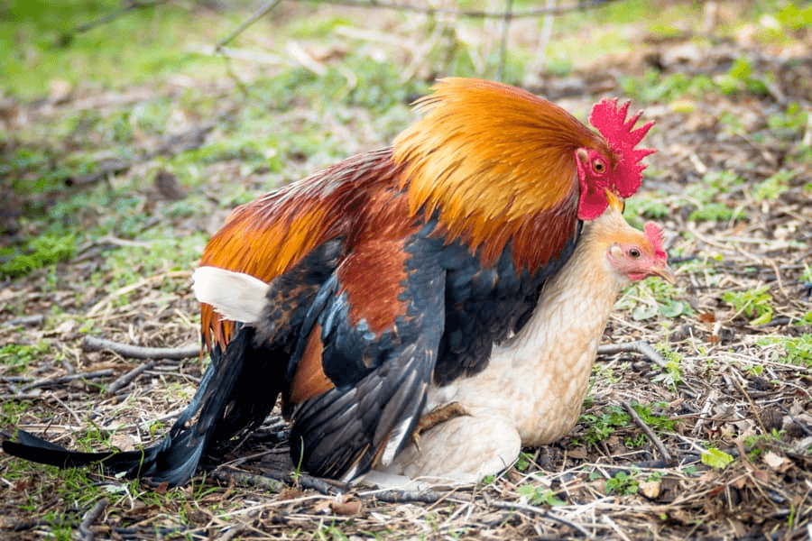 Poultry mating