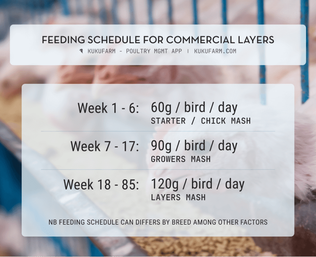 Nutrition in poultry farming - layers feeding schedule