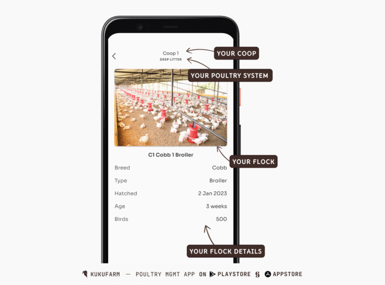 5 Challenges in poultry farming and how to address them - Kukufarm
