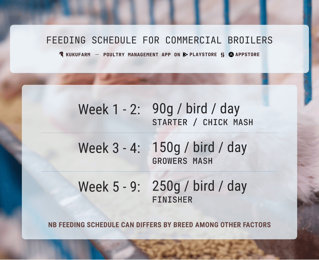 Broilers feeding schedule