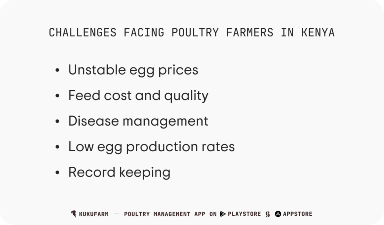5 Challenges in poultry farming and how to address them - Kukufarm
