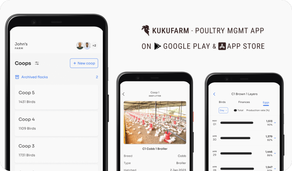 10 Reasons why poultry farming fails and how to avoid them - Kukufarm