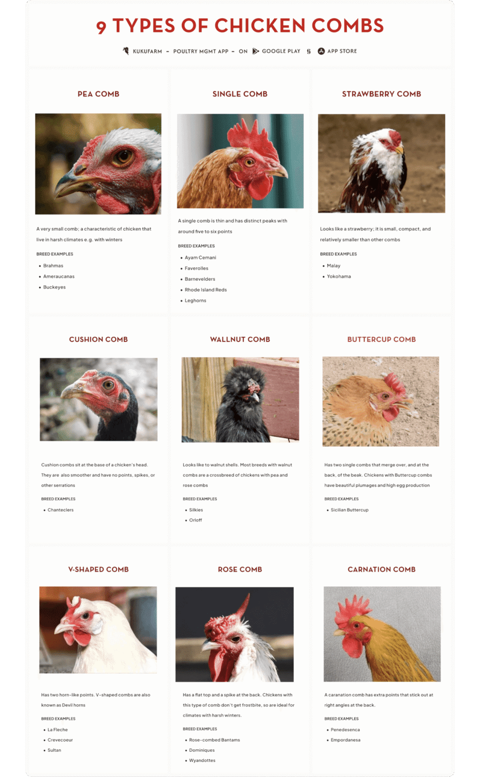 Shell Comb Chicken Secrets of the Chicken Comb: Types and Functions - Kukufarm